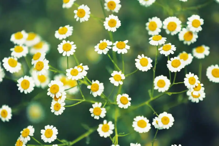 Camomille le bien-être pour apaiser la peau après un rasage