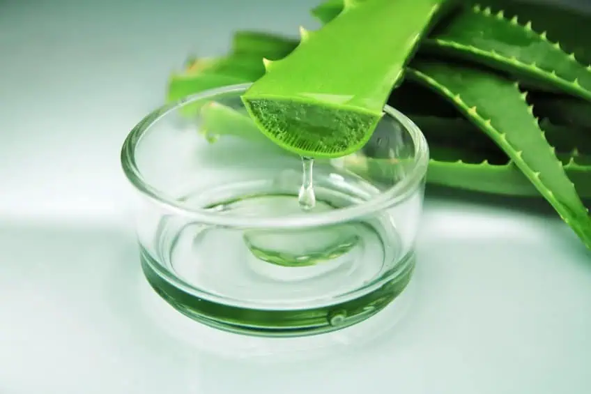 Branche d'aloe vera pour apaiser la peau