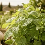 Feuilles de mélisse fraîches en gros plan dans un jardin