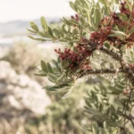 lentisque bienfaits sur une branche avec résine naturelle