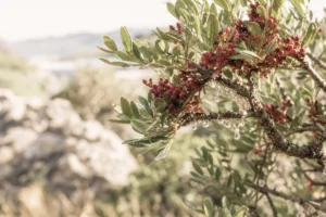 lentisque bienfaits sur une branche avec résine naturelle