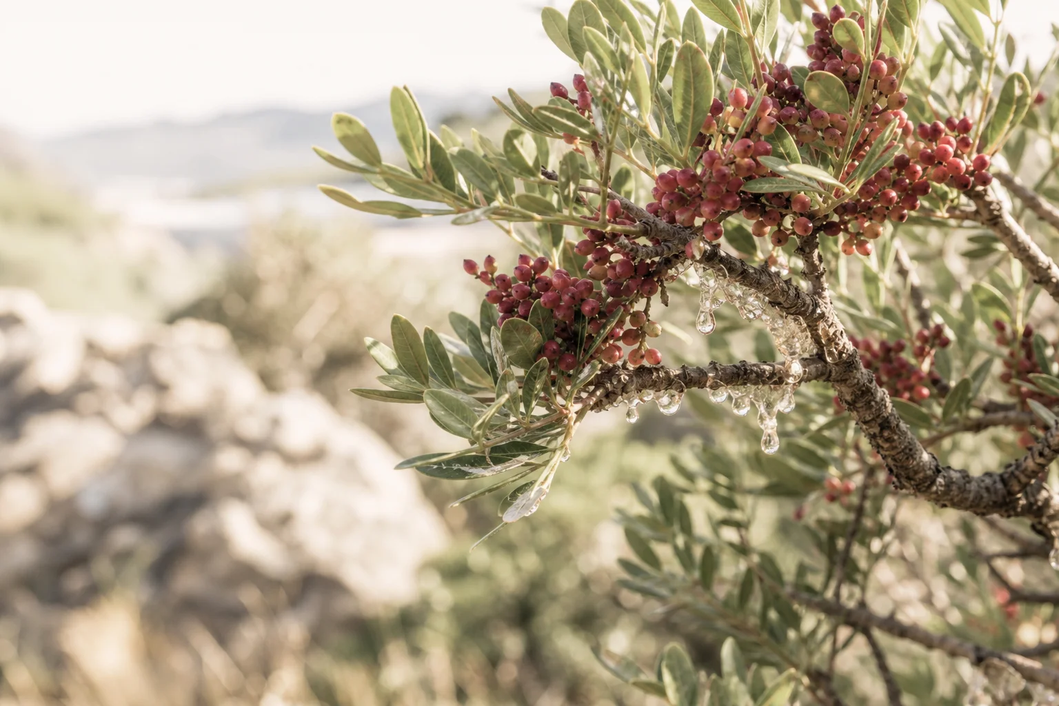 lentisque bienfaits sur une branche avec résine naturelle