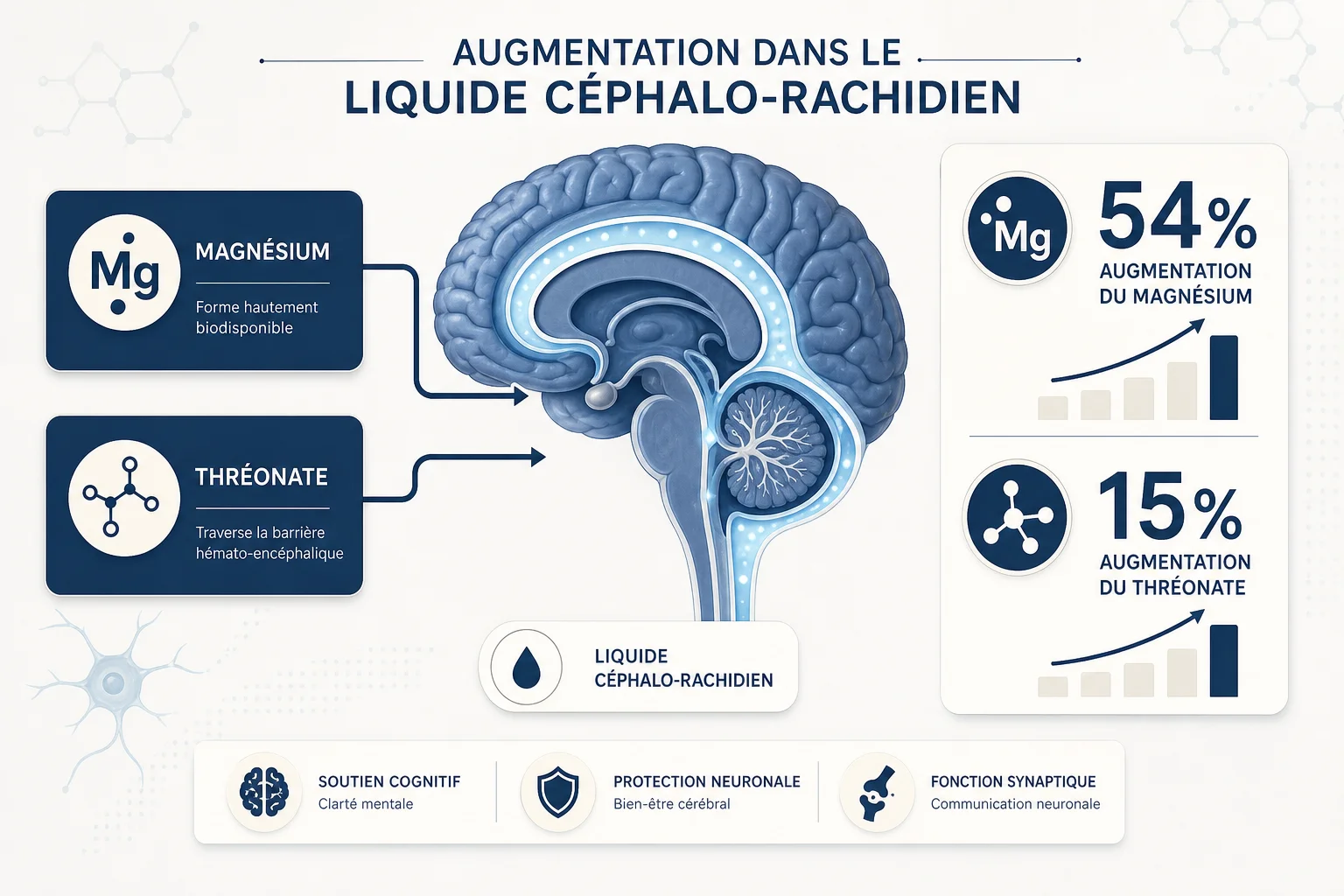magtein bienfaits recherche scientifique augmentation magnésium cérébral